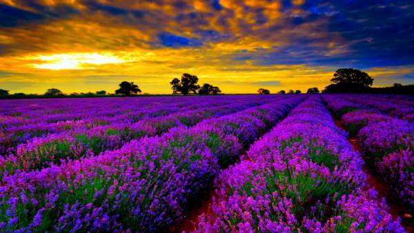 اسطوخودوس-lavender