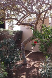 درخت کندر نقره ای در محوطه شرکت آمواج