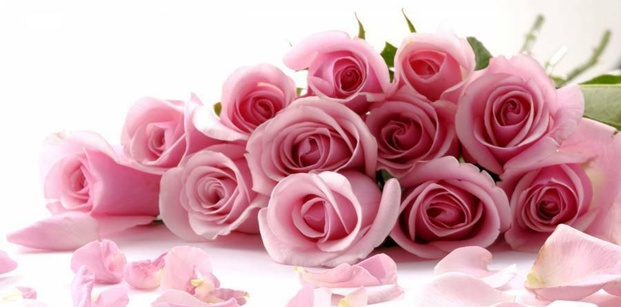 گل محمدی-گل رز-rose