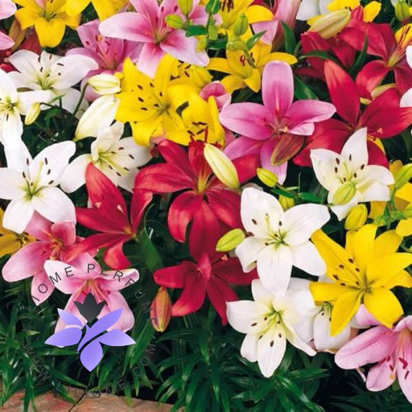 عطر لیلیوم و گل لیلیوم (سوسن): از گل تا عصاره لیلیوم