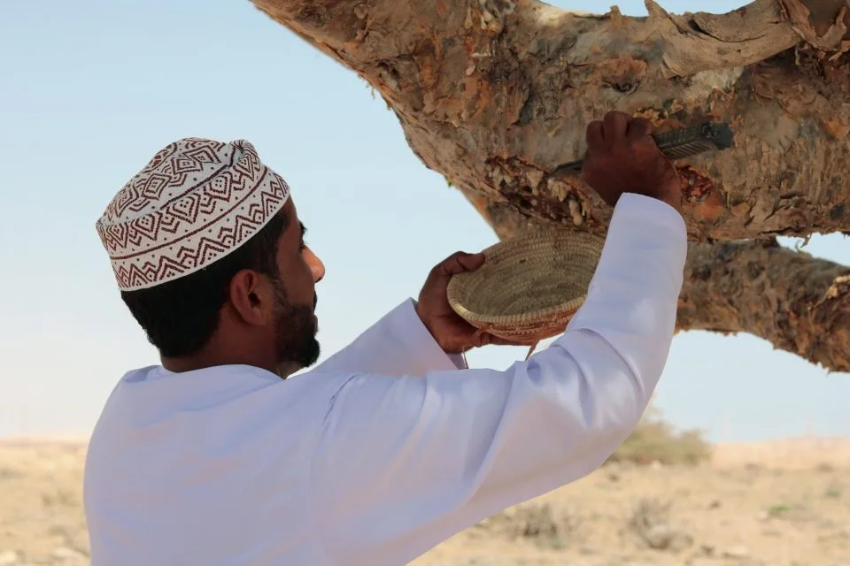 نحوه برداشت کندر