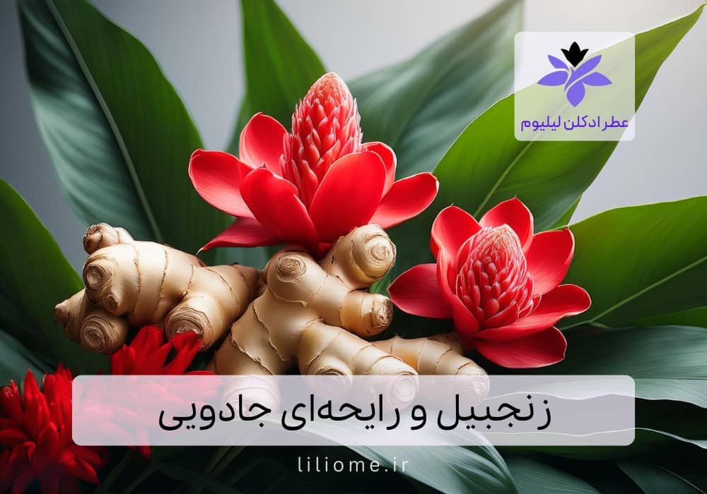زنجبیل و رایحهای جادویی۱