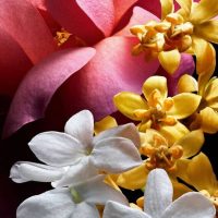 عطر ادکلن گرلن آمور سلست | Guerlain Amour Céleste
