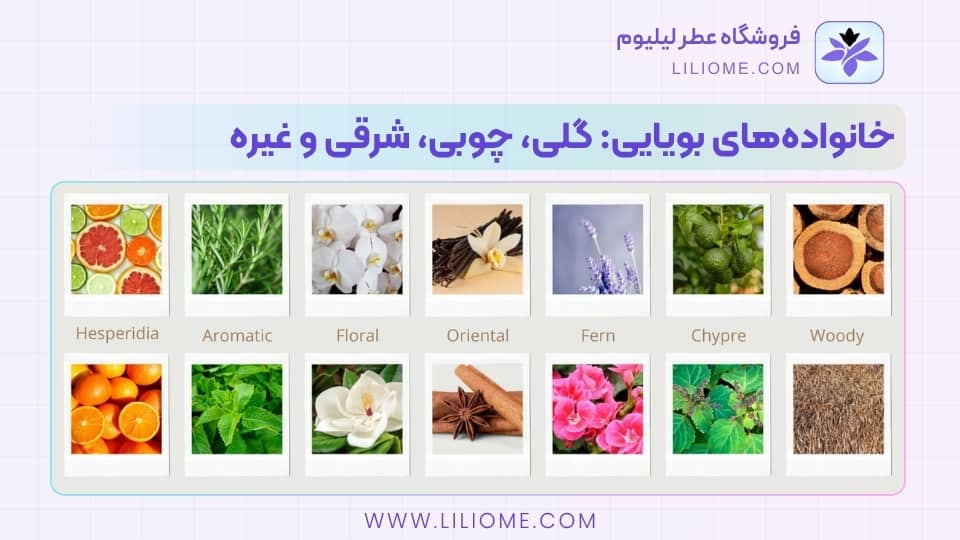 خانوادههای بویایی: گلی، چوبی، شرقی و غیره